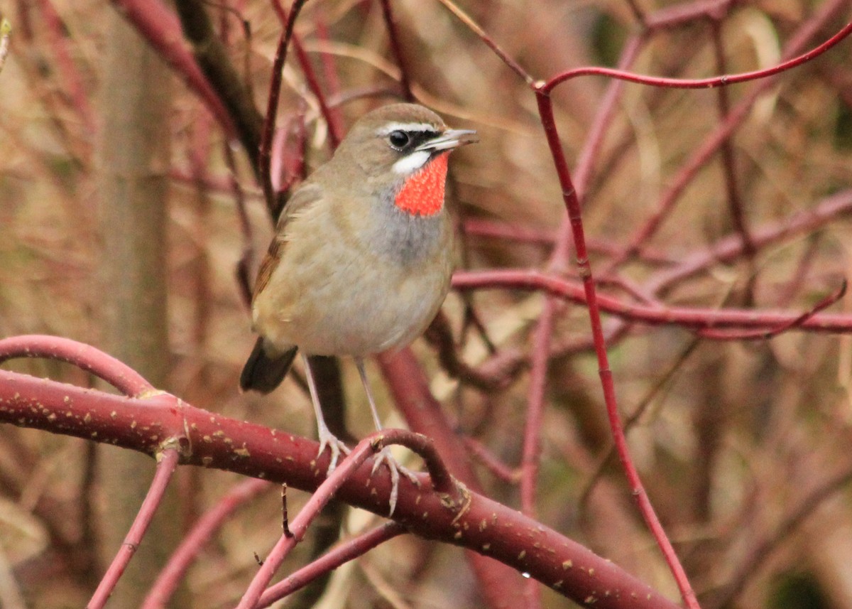 Siberian Rubythroat - ML623585874