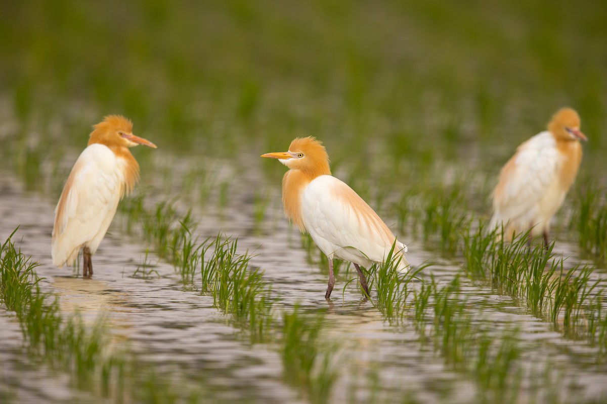 Eastern Cattle-Egret - ML623585877