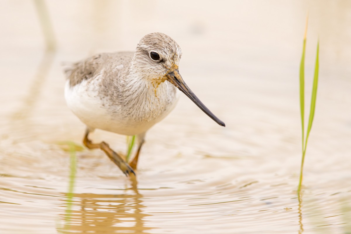 Terek Sandpiper - ML623585895
