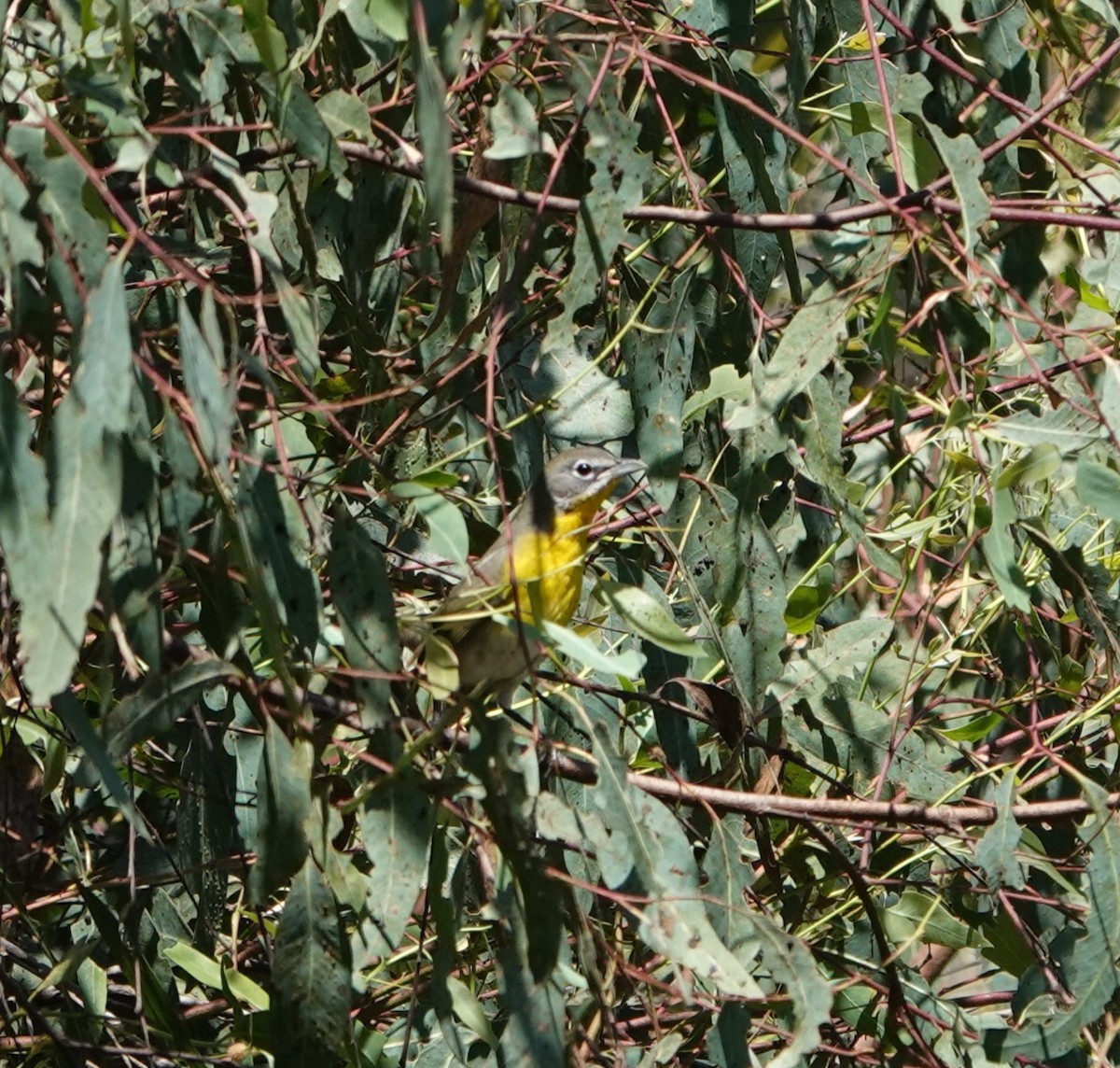 Yellow-breasted Chat - ML623585899