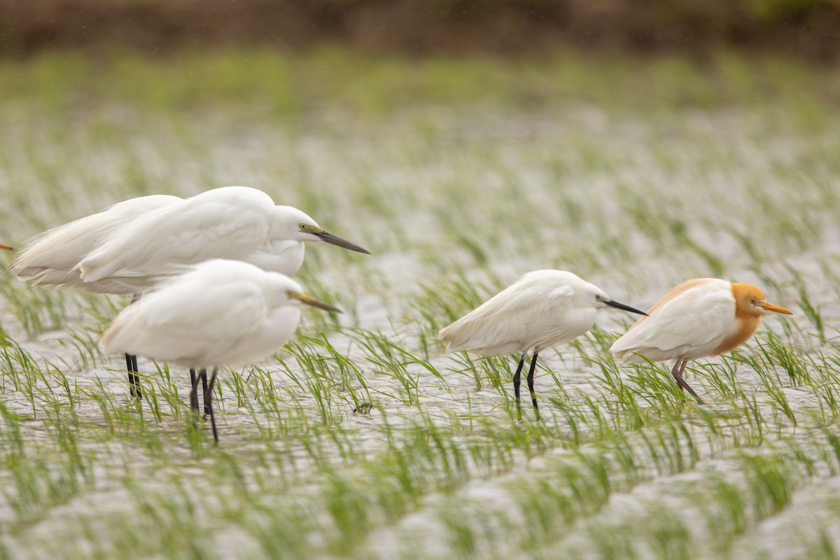 Eastern Cattle-Egret - ML623585920