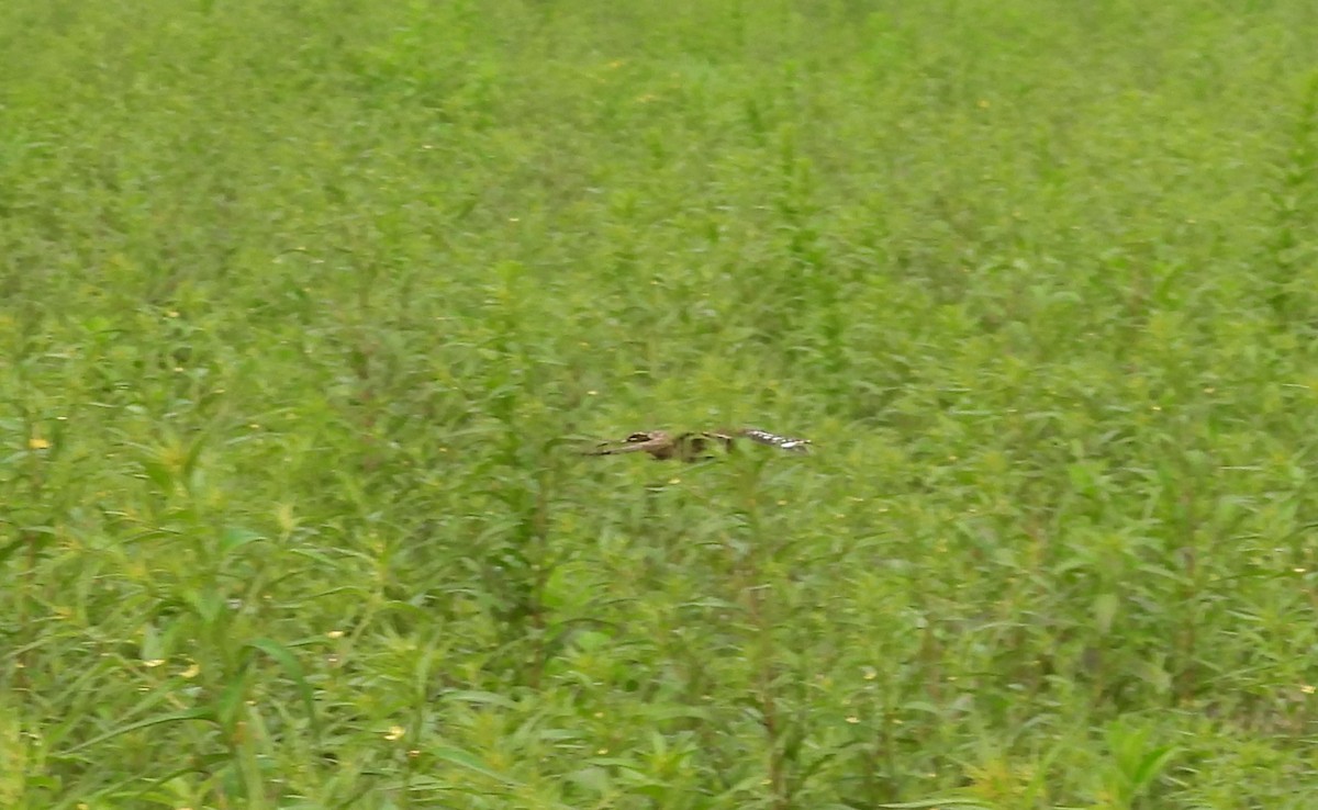 Ladder-tailed Nightjar - ML623585922