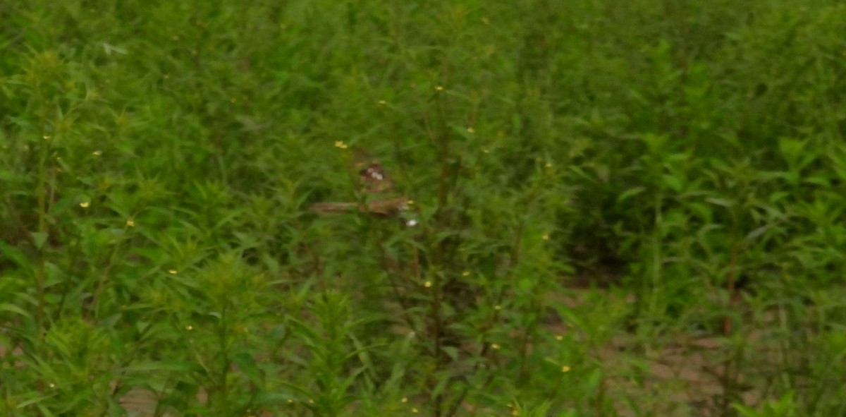 Ladder-tailed Nightjar - ML623585924