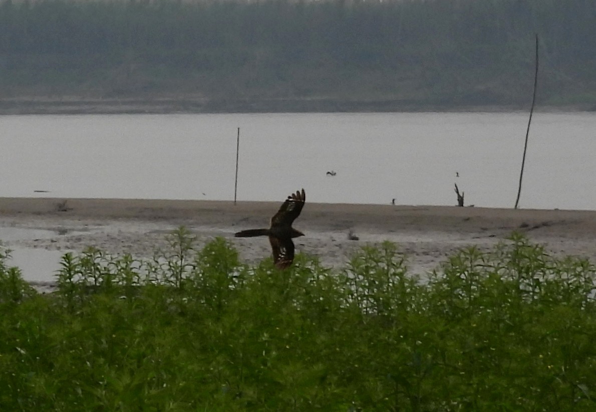 Ladder-tailed Nightjar - ML623585925