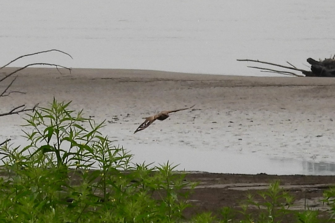 Ladder-tailed Nightjar - ML623585926