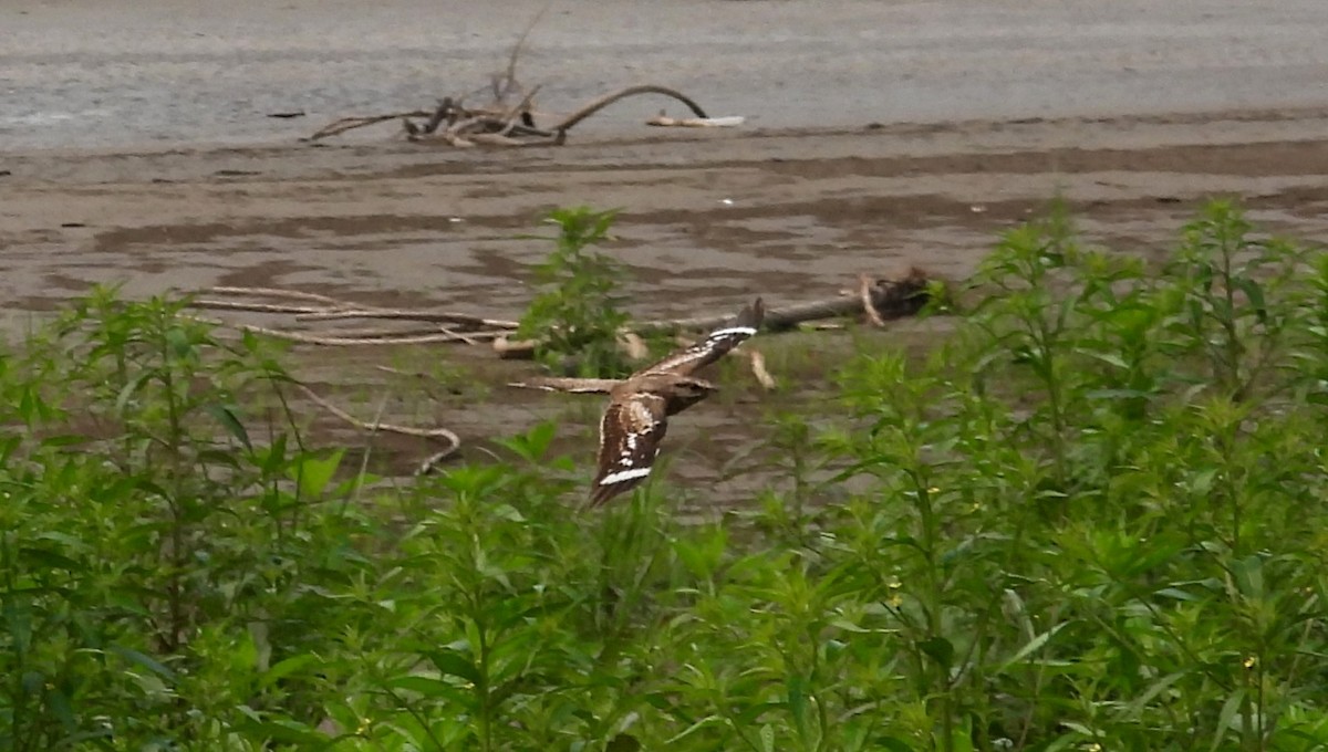 Ladder-tailed Nightjar - ML623585927