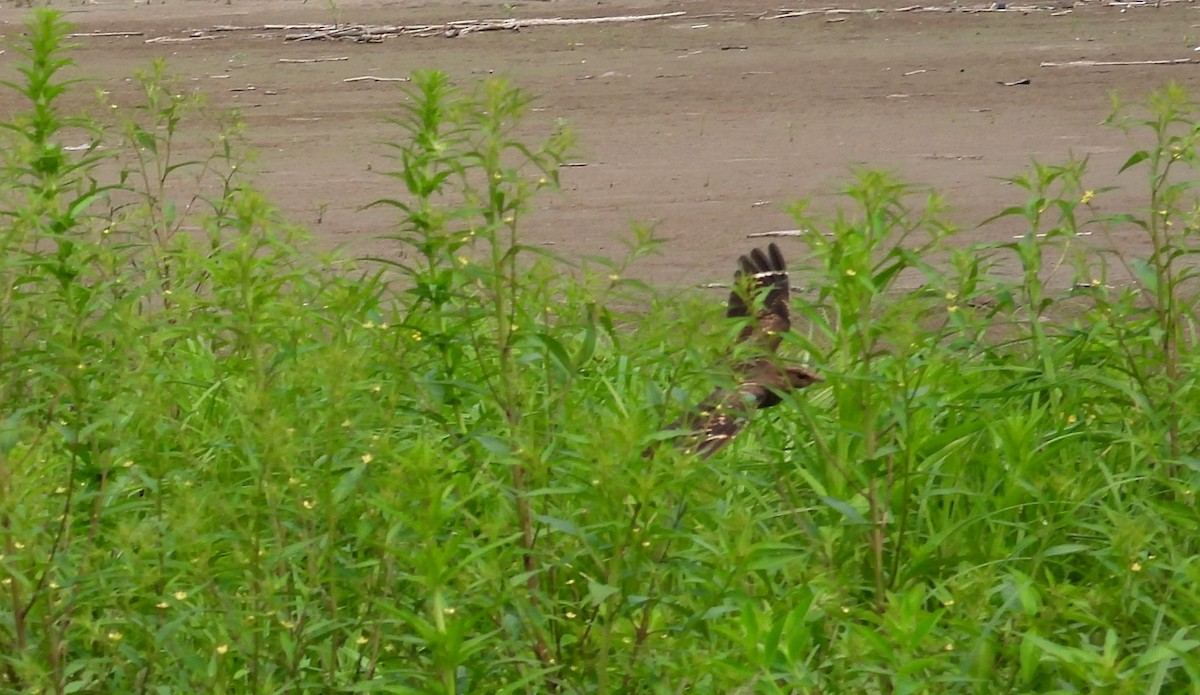 Ladder-tailed Nightjar - ML623585928