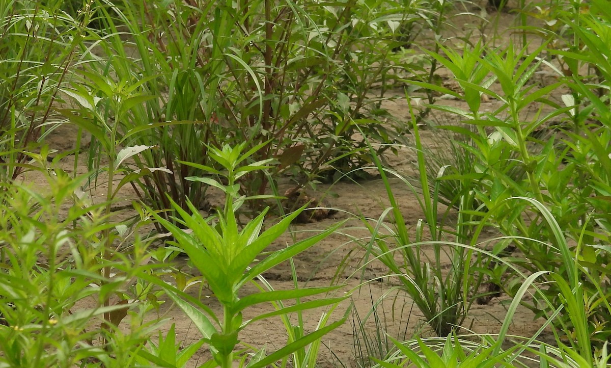 Ladder-tailed Nightjar - ML623585933