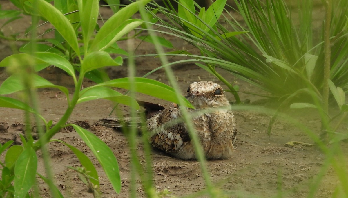 Ladder-tailed Nightjar - ML623585934