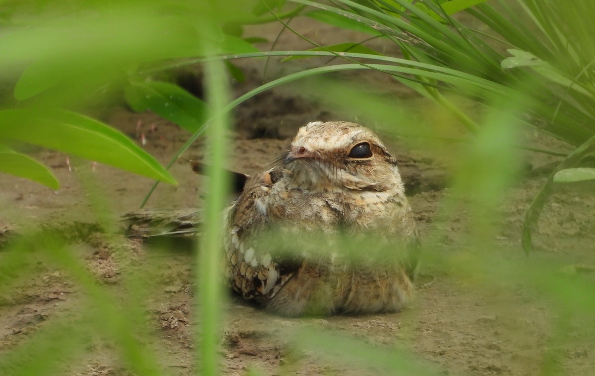 Ladder-tailed Nightjar - ML623585935