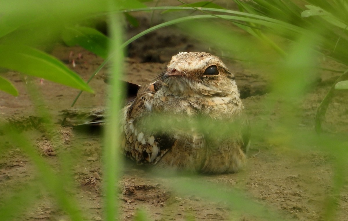 Ladder-tailed Nightjar - ML623585936