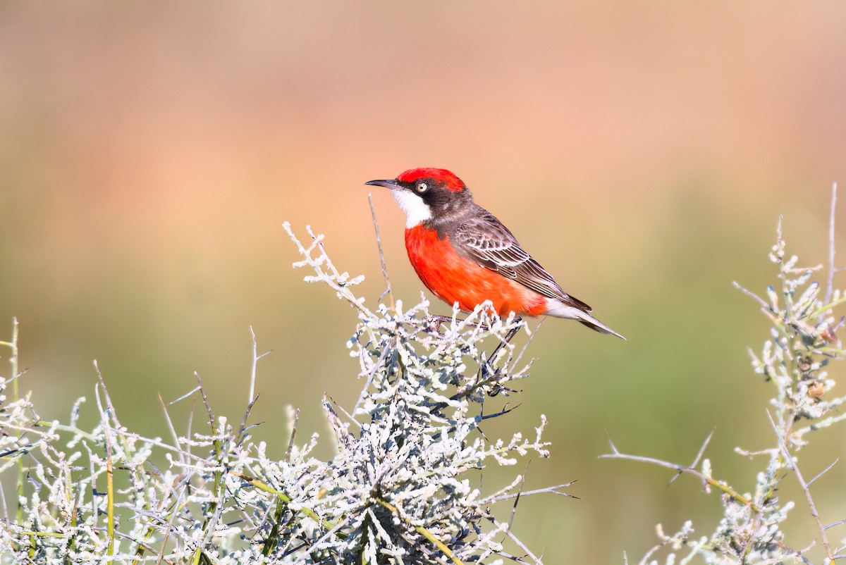 Crimson Chat - ML623585937