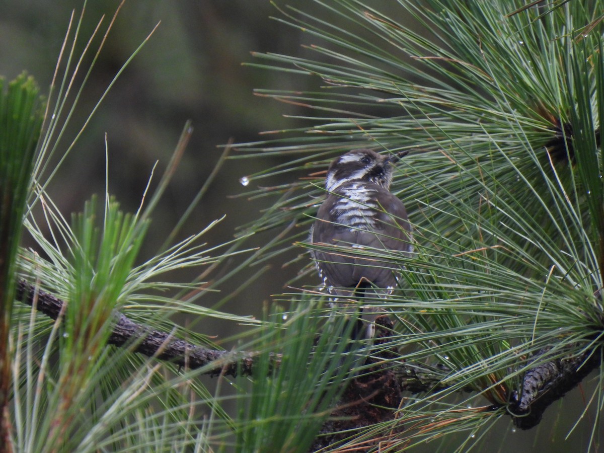 Strickland's Woodpecker - ML623585943