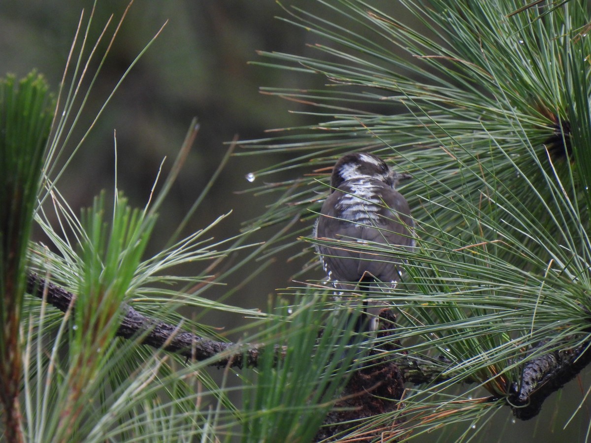 Strickland's Woodpecker - ML623585944