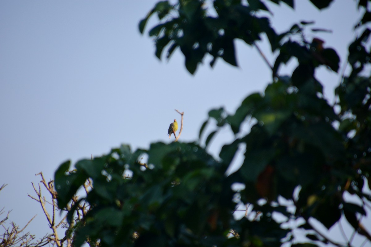 African Green-Pigeon - ML623585971