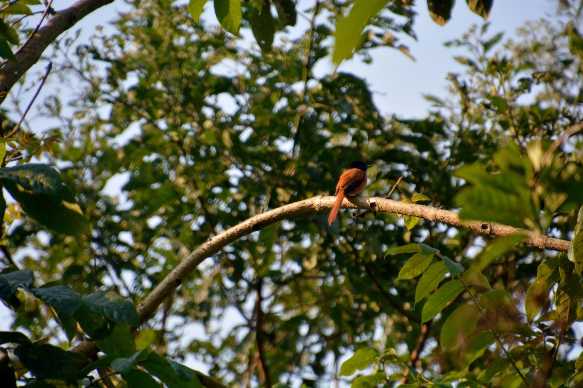 Black-headed Paradise-Flycatcher (Red-bellied) - ML623586001