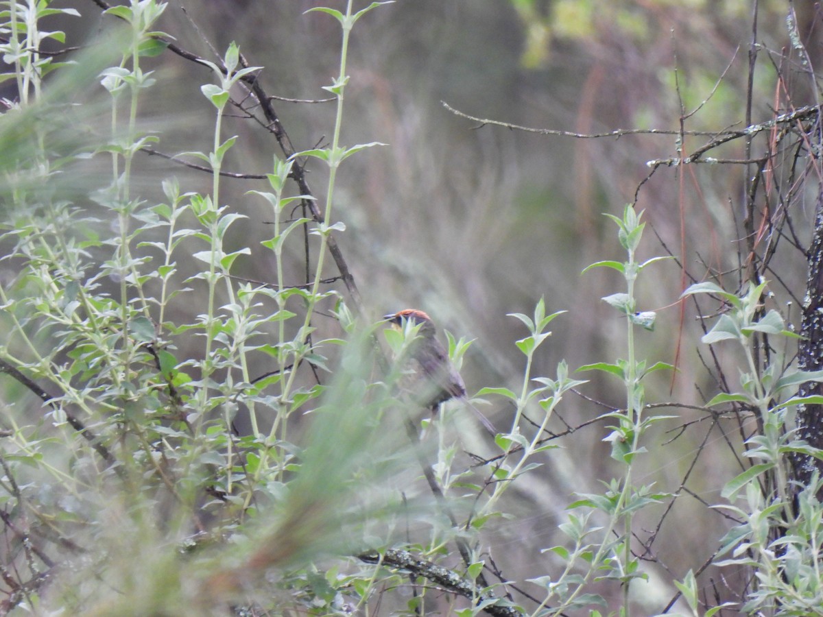 Rufous-capped Brushfinch - ML623586003