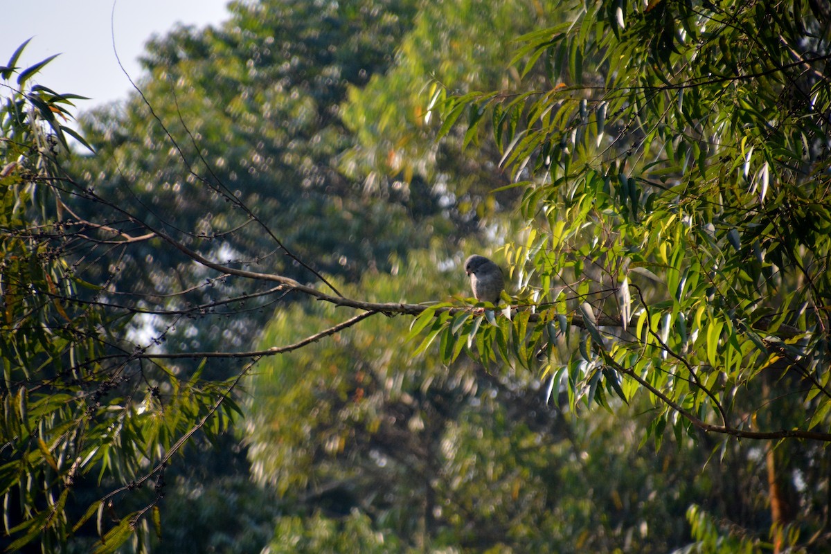 Lizard Buzzard - ML623586028