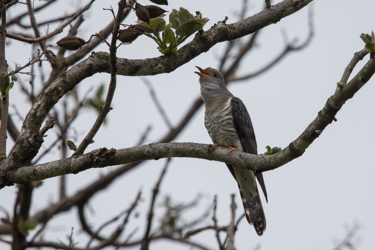 Lesser Cuckoo - ML623586032