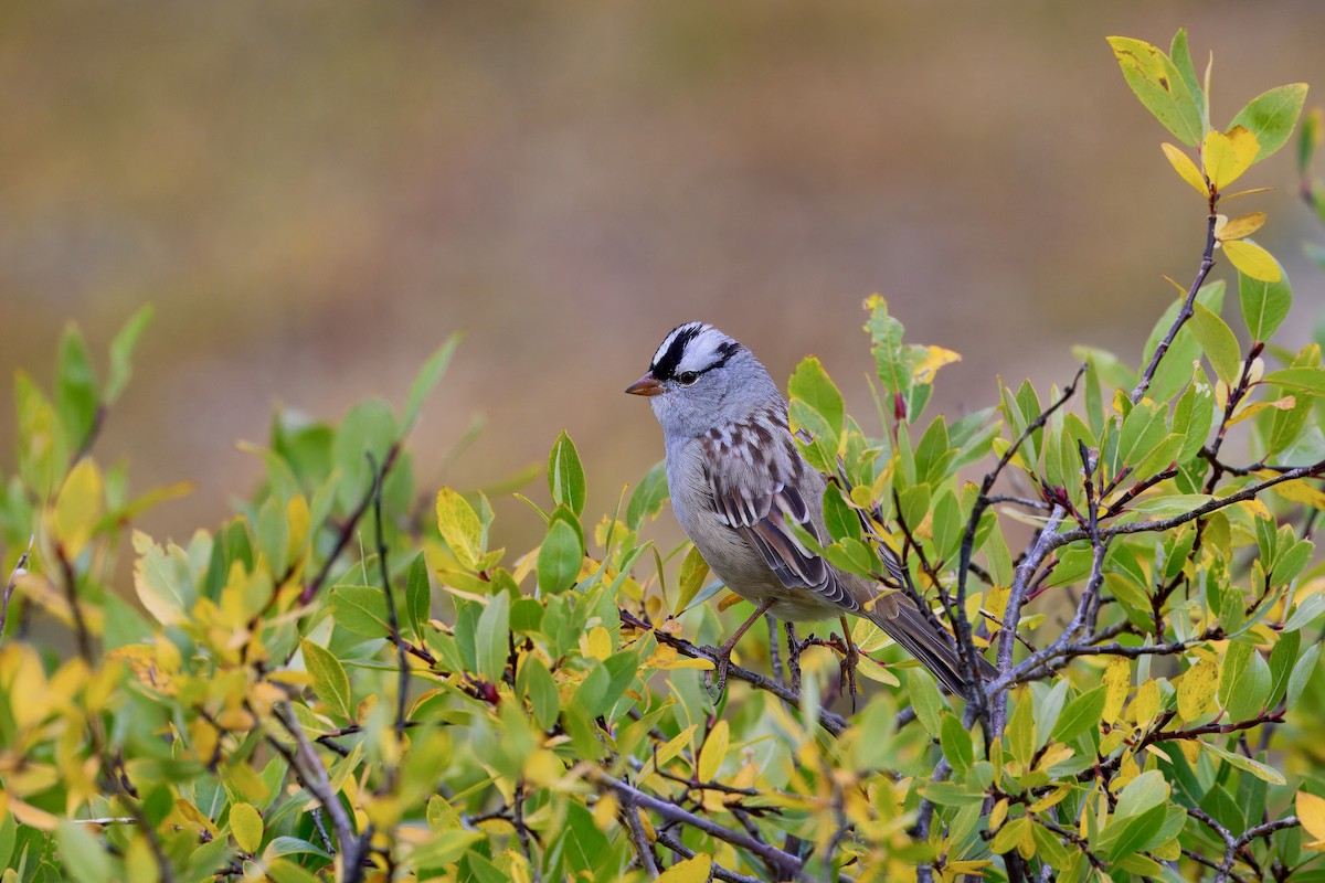 White-crowned Sparrow - ML623586040