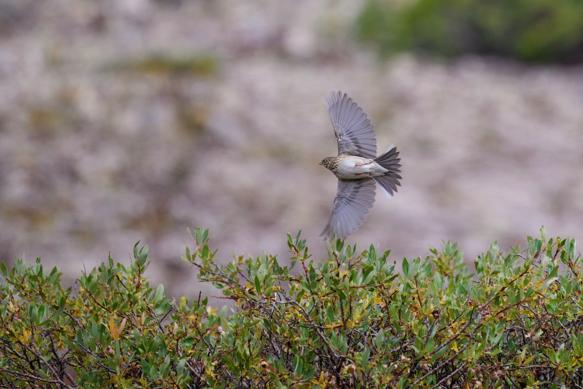 Vesper Sparrow - ML623586043