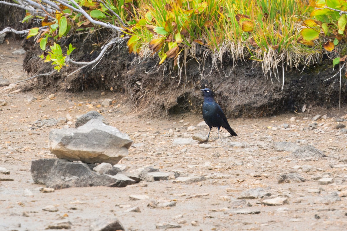 Brewer's Blackbird - ML623586047