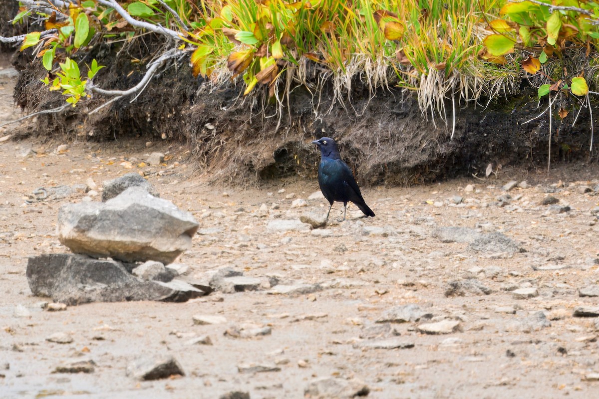 Brewer's Blackbird - ML623586055