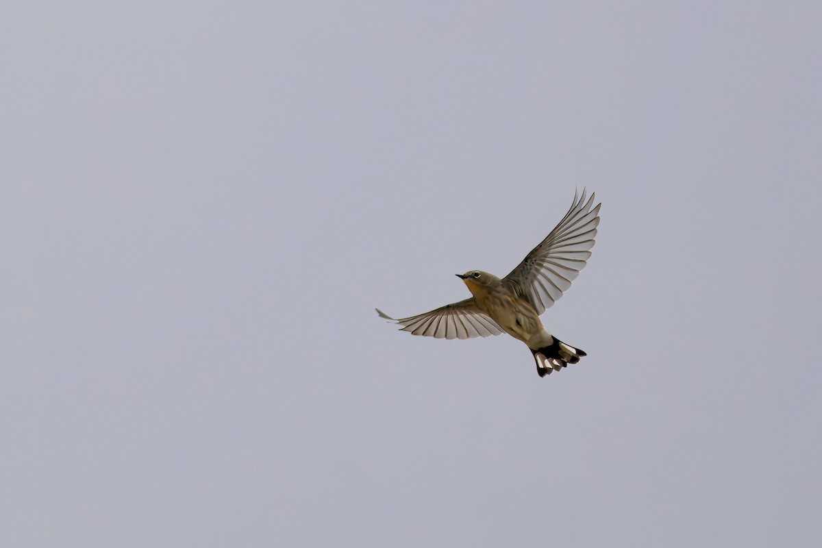 Yellow-rumped Warbler - ML623586056