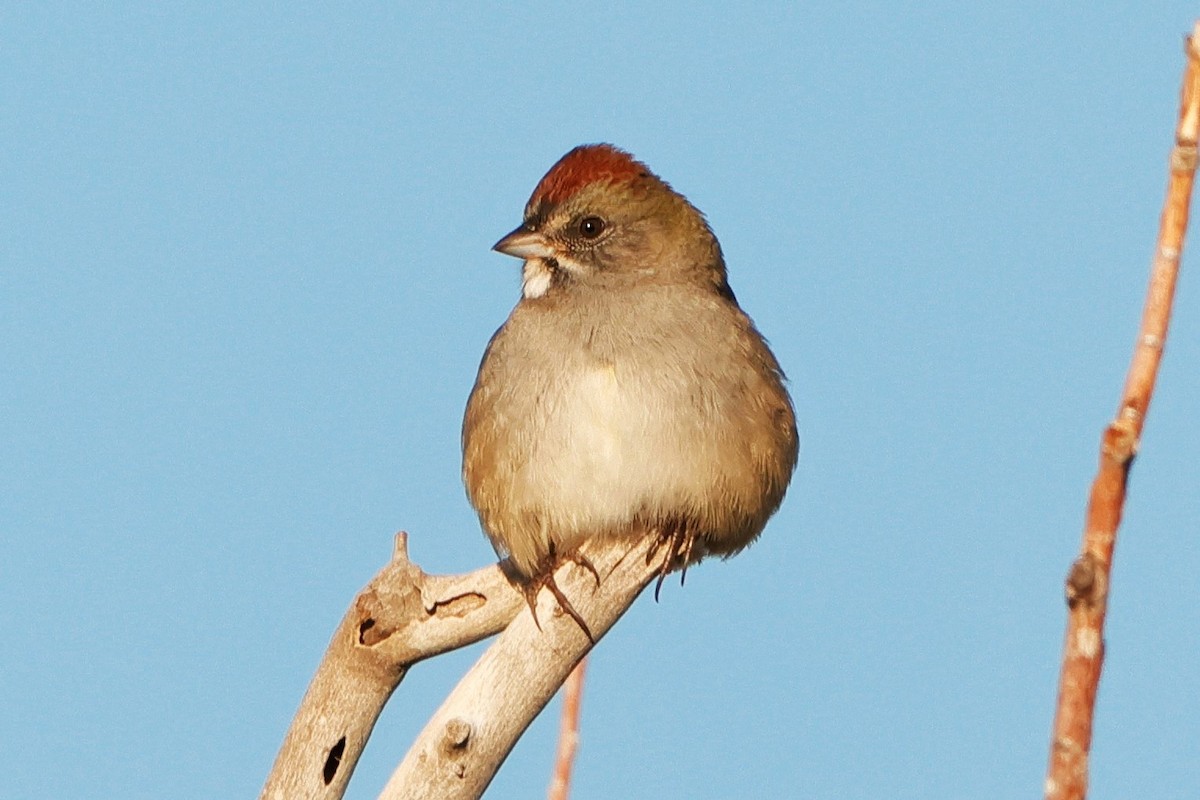 Green-tailed Towhee - Risë Foster-Bruder