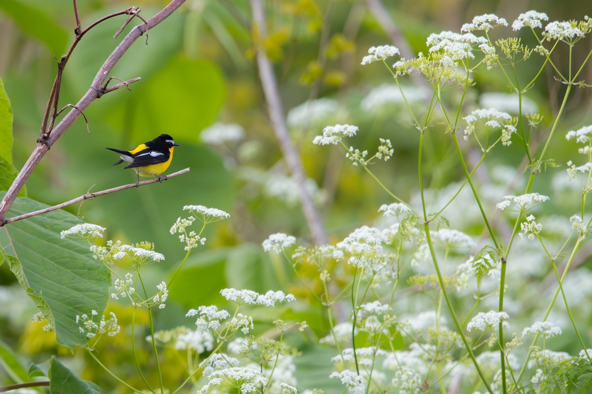 Yellow-rumped Flycatcher - ML623586206