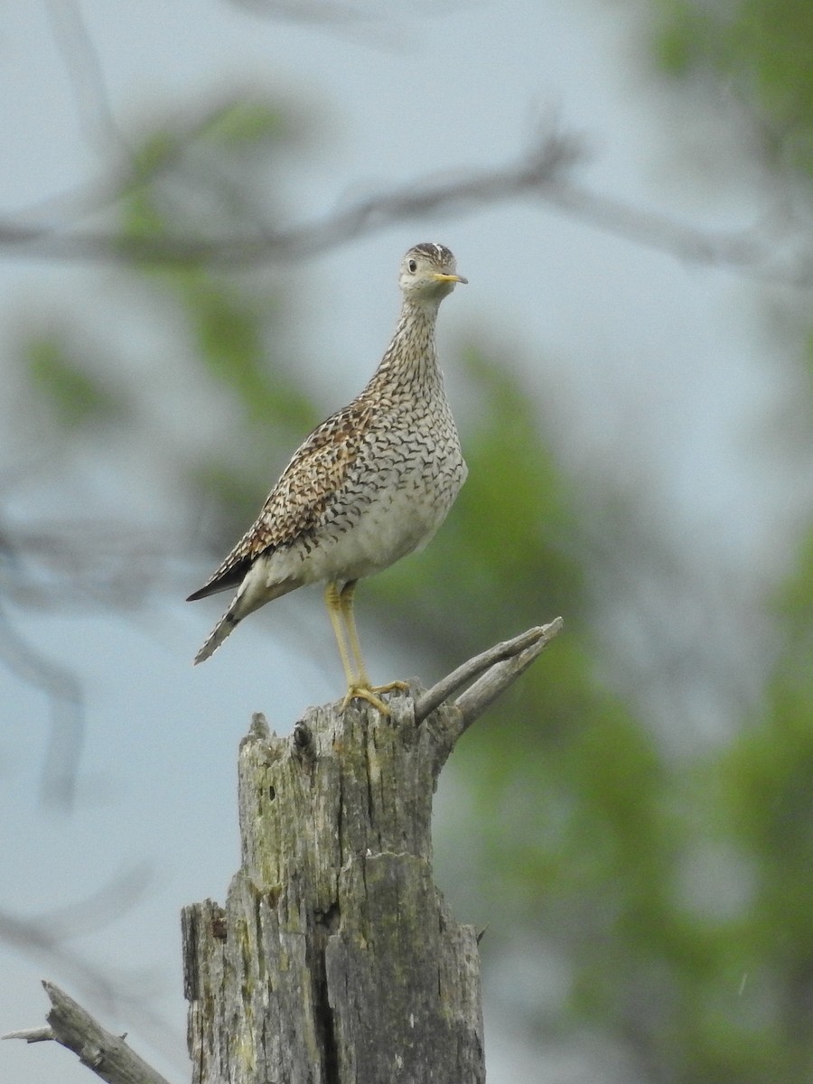 Upland Sandpiper - Samuel Burckhardt