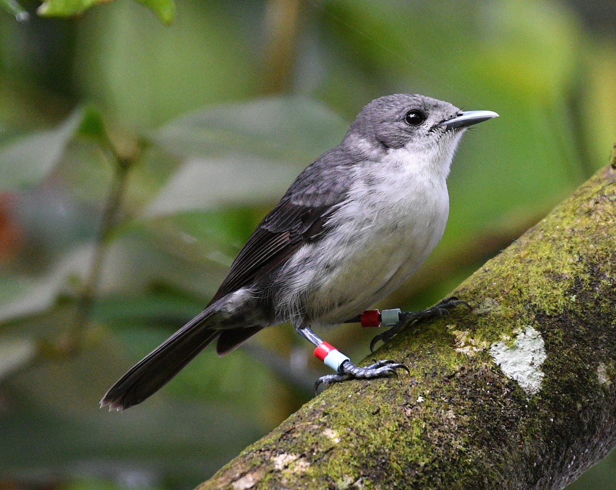 Rarotonga Monarch - ML623586263