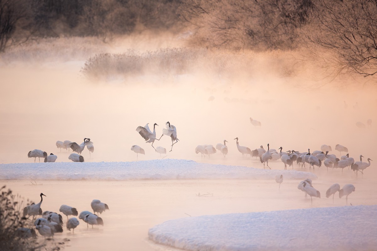 Red-crowned Crane - ML623586285