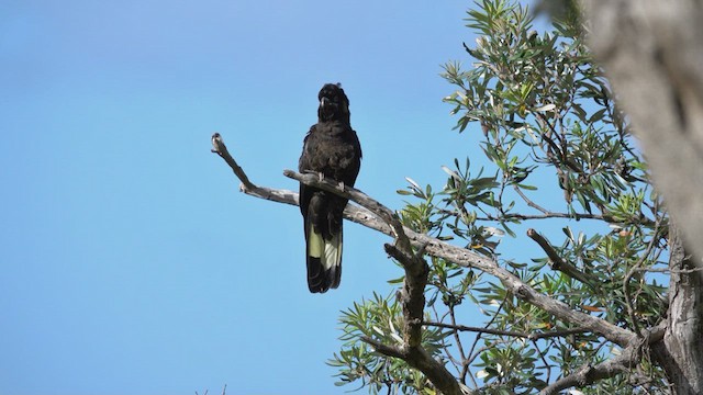 Yellow-tailed Black-Cockatoo - ML623586297