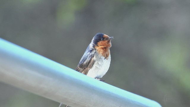 Welcome Swallow - ML623586301