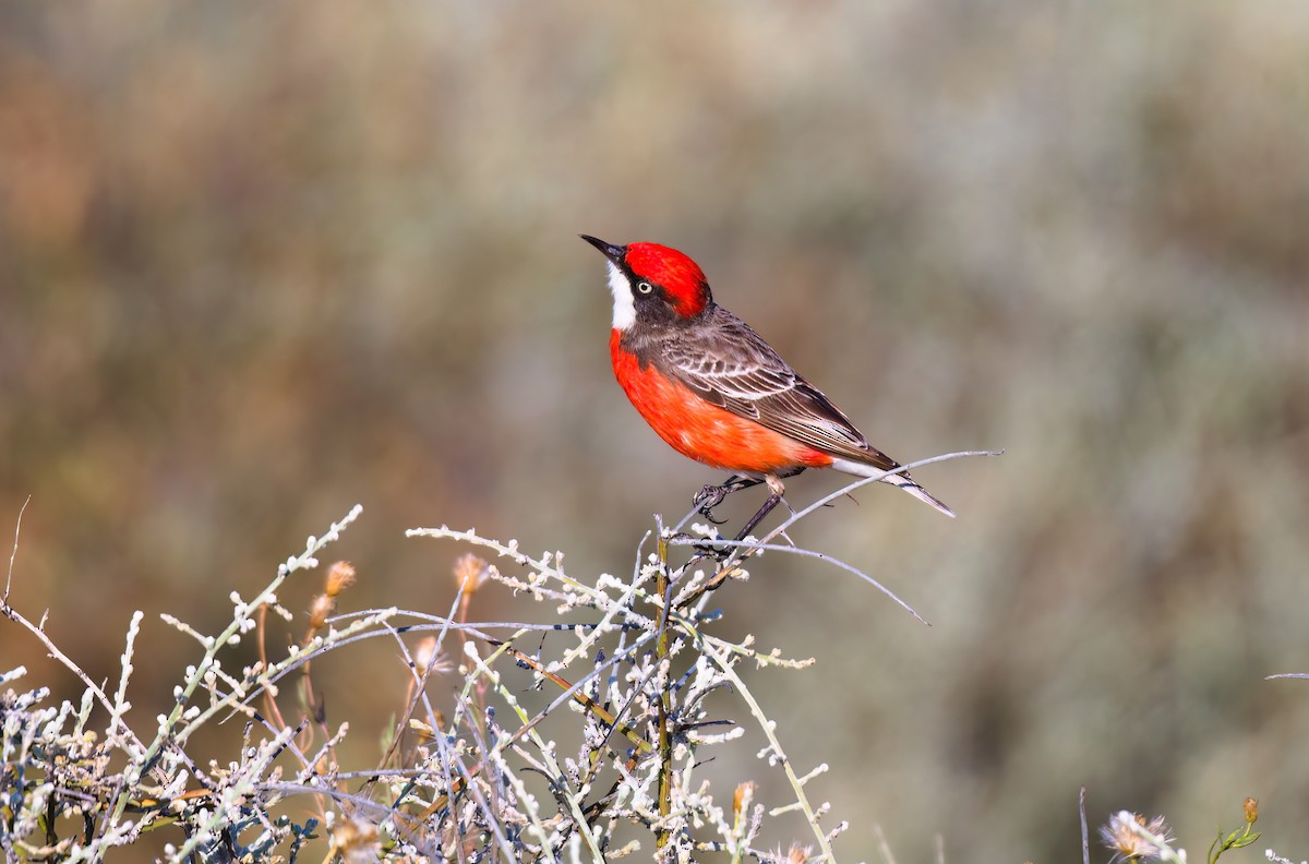 Crimson Chat - ML623586320