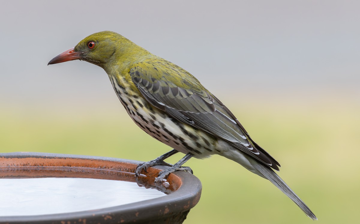 Olive-backed Oriole - shorty w