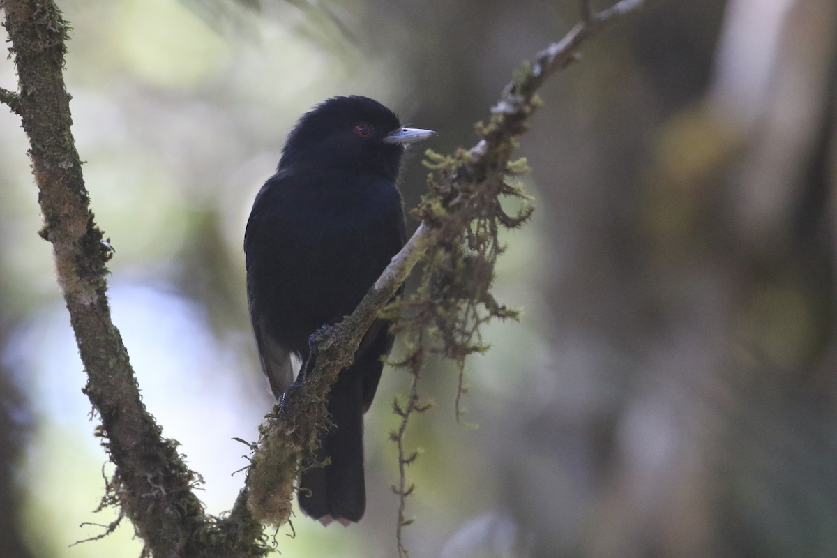 Blue-billed Black-Tyrant - ML623586324