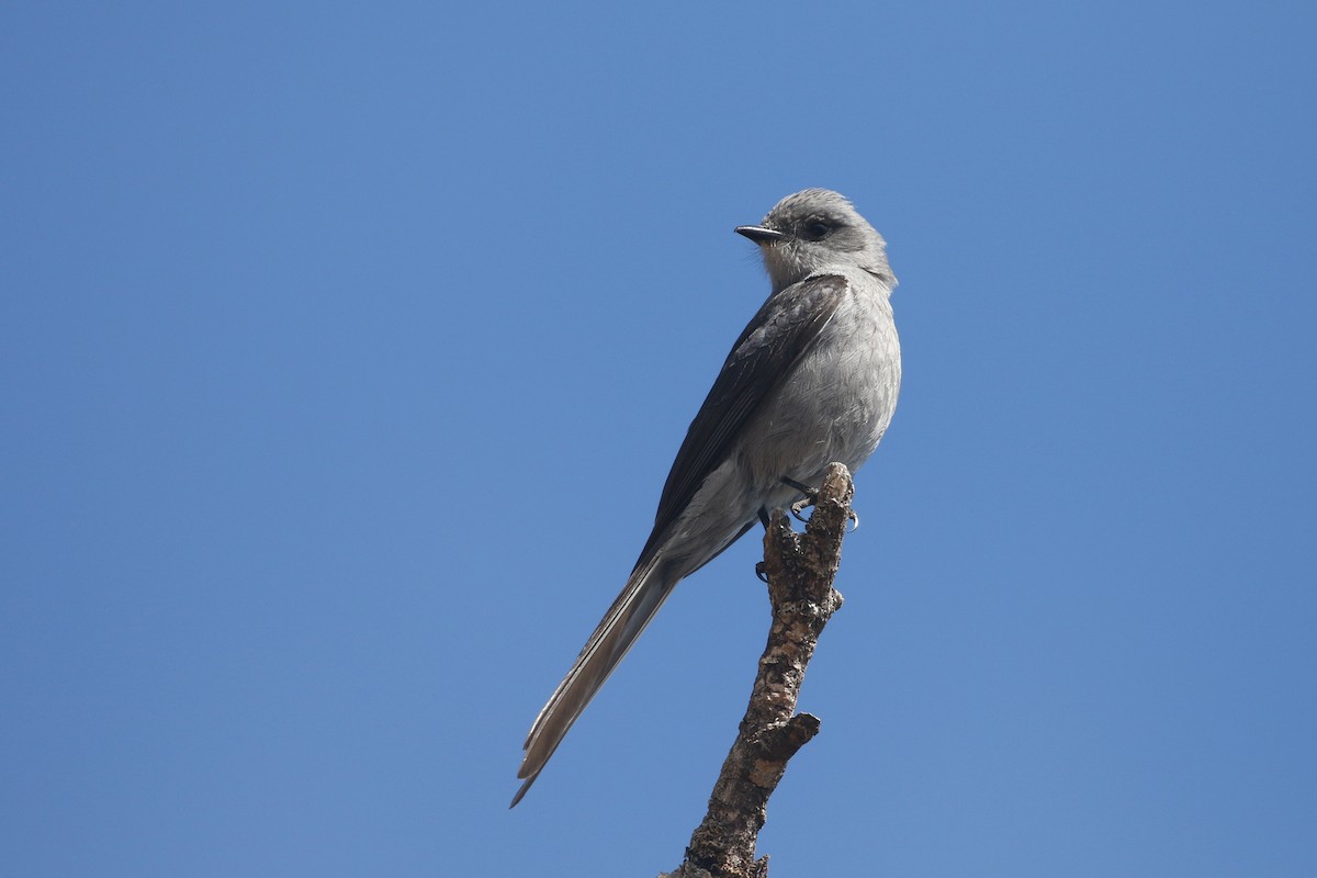 Shear-tailed Gray Tyrant - ML623586329