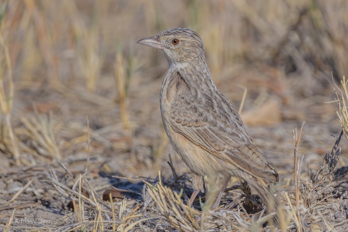 Eastern Clapper Lark - ML623586342