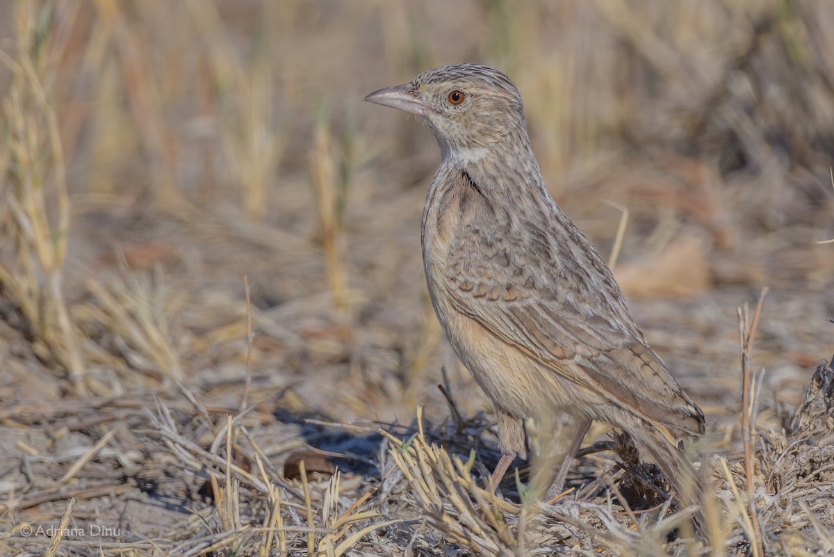 Eastern Clapper Lark - ML623586343