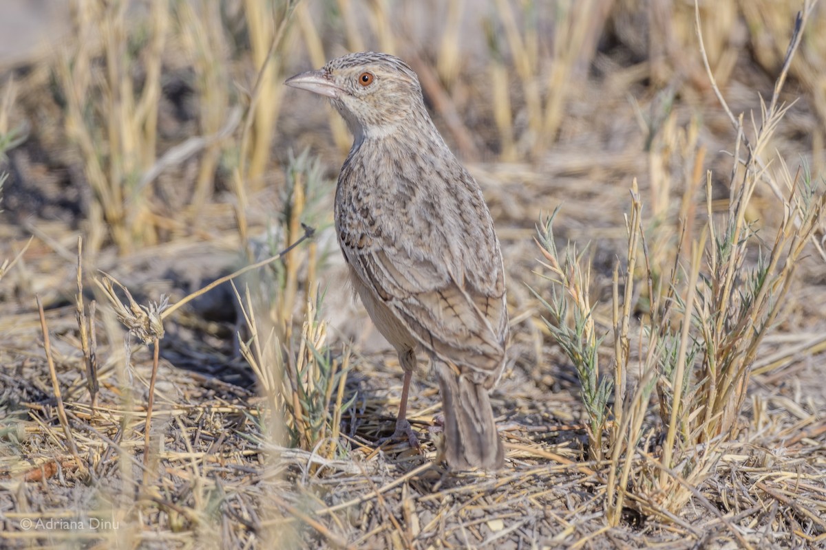 Eastern Clapper Lark - ML623586344