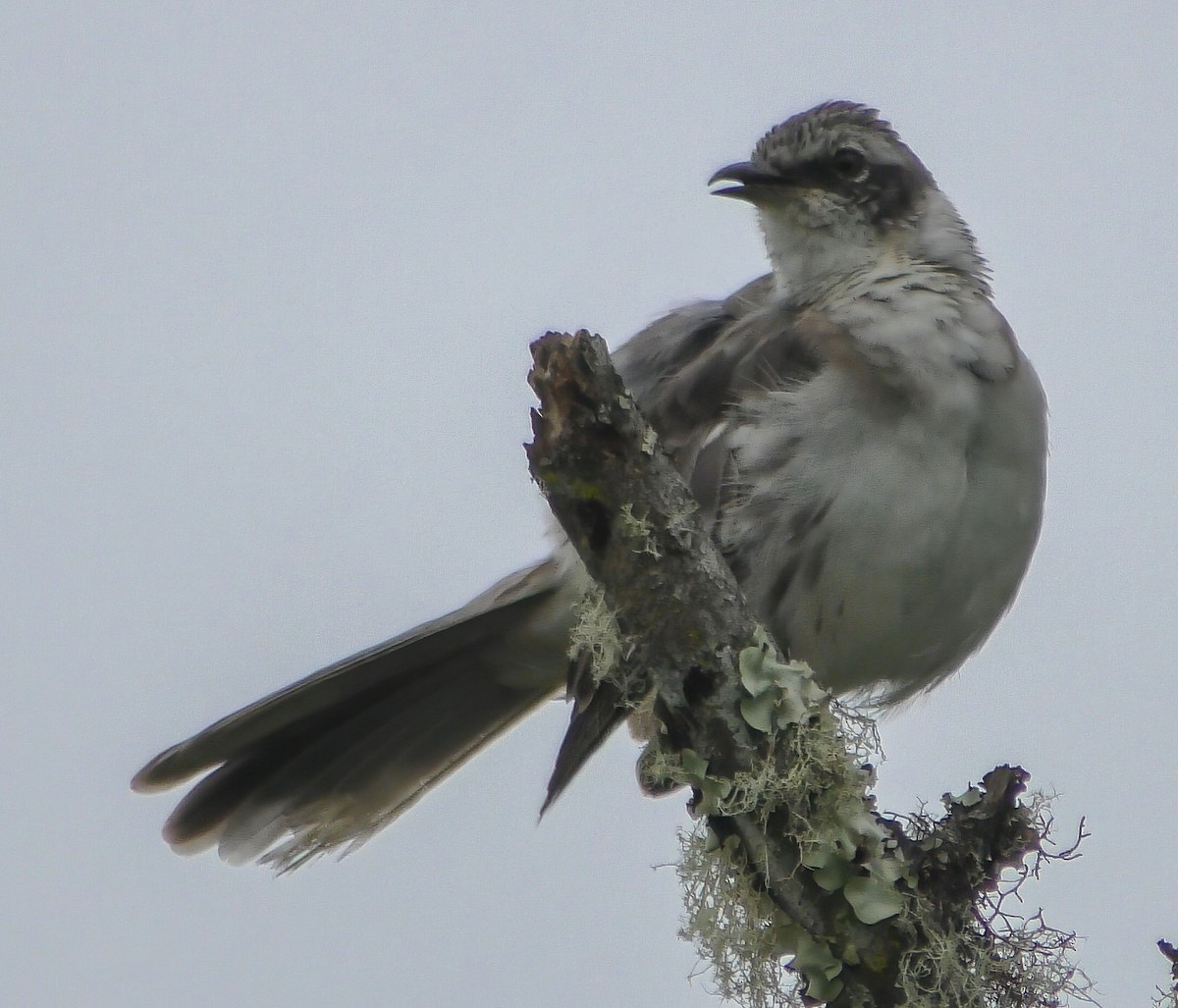 Galapagos Mockingbird - Roger Uzun