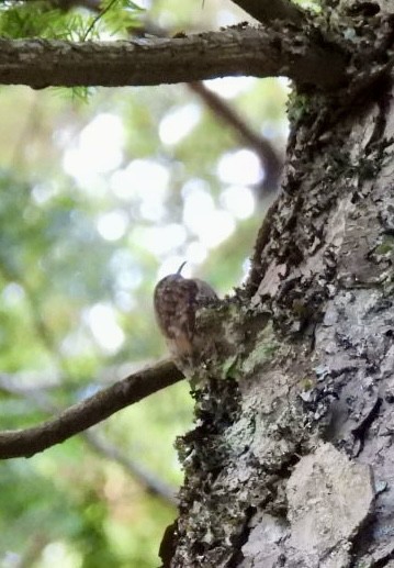 Brown Creeper - ML623586482