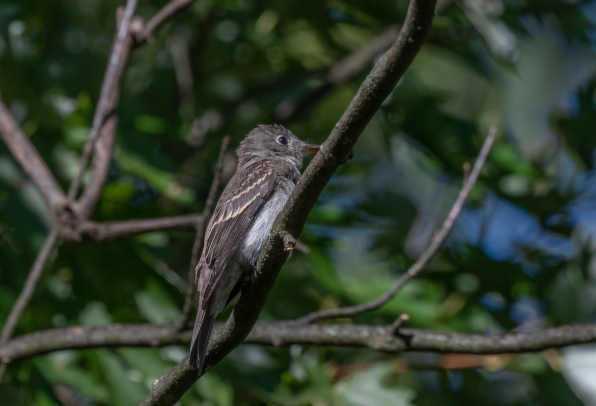 Eastern Wood-Pewee - ML623586492