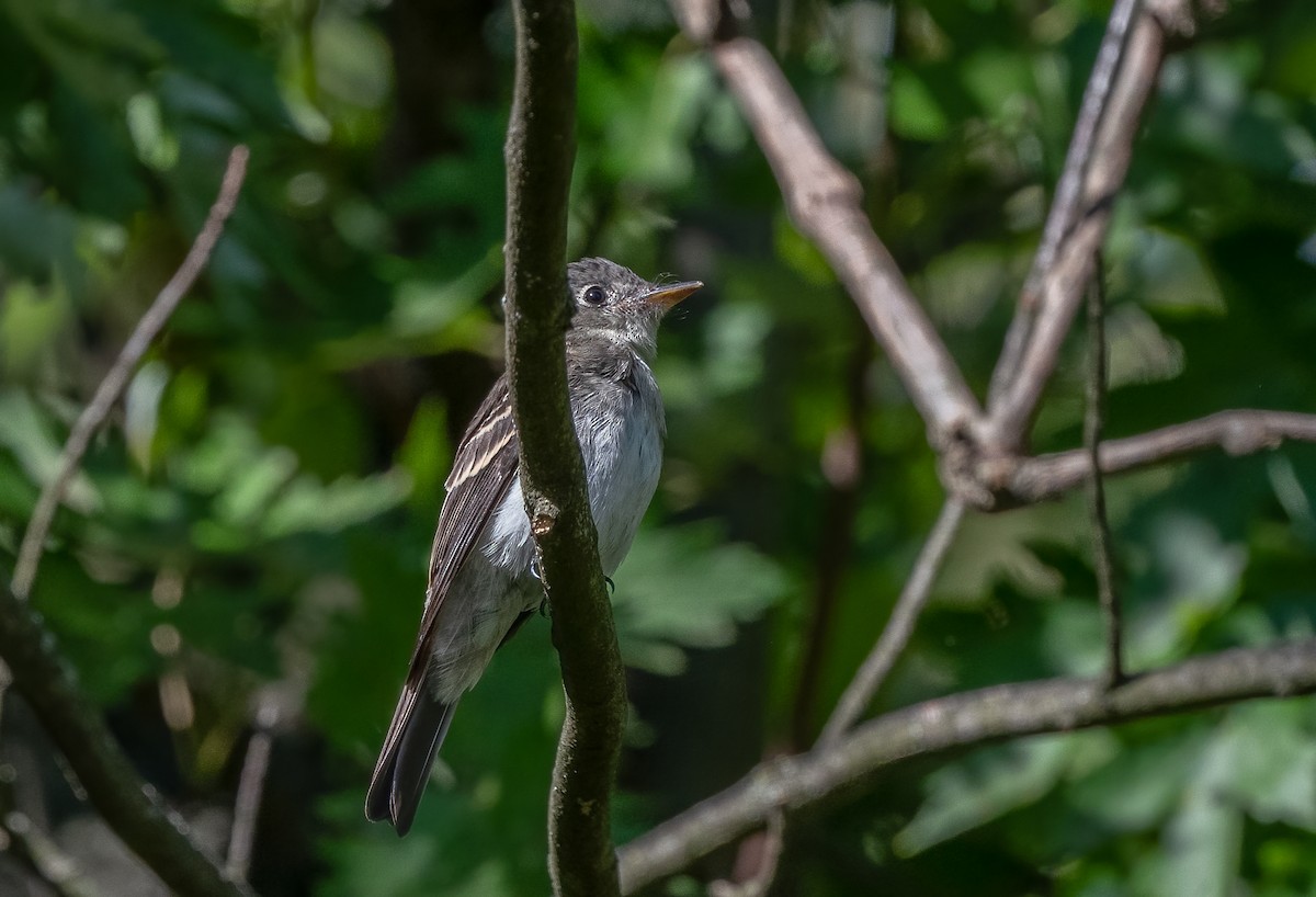 Eastern Wood-Pewee - ML623586493