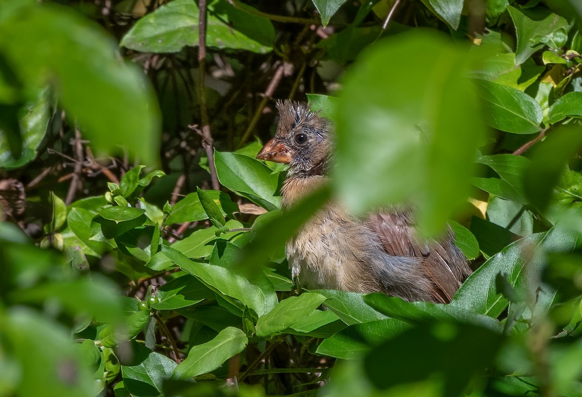 Northern Cardinal - ML623586640