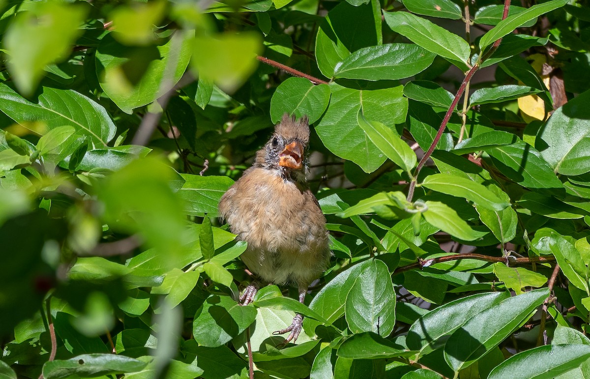 Northern Cardinal - ML623586641