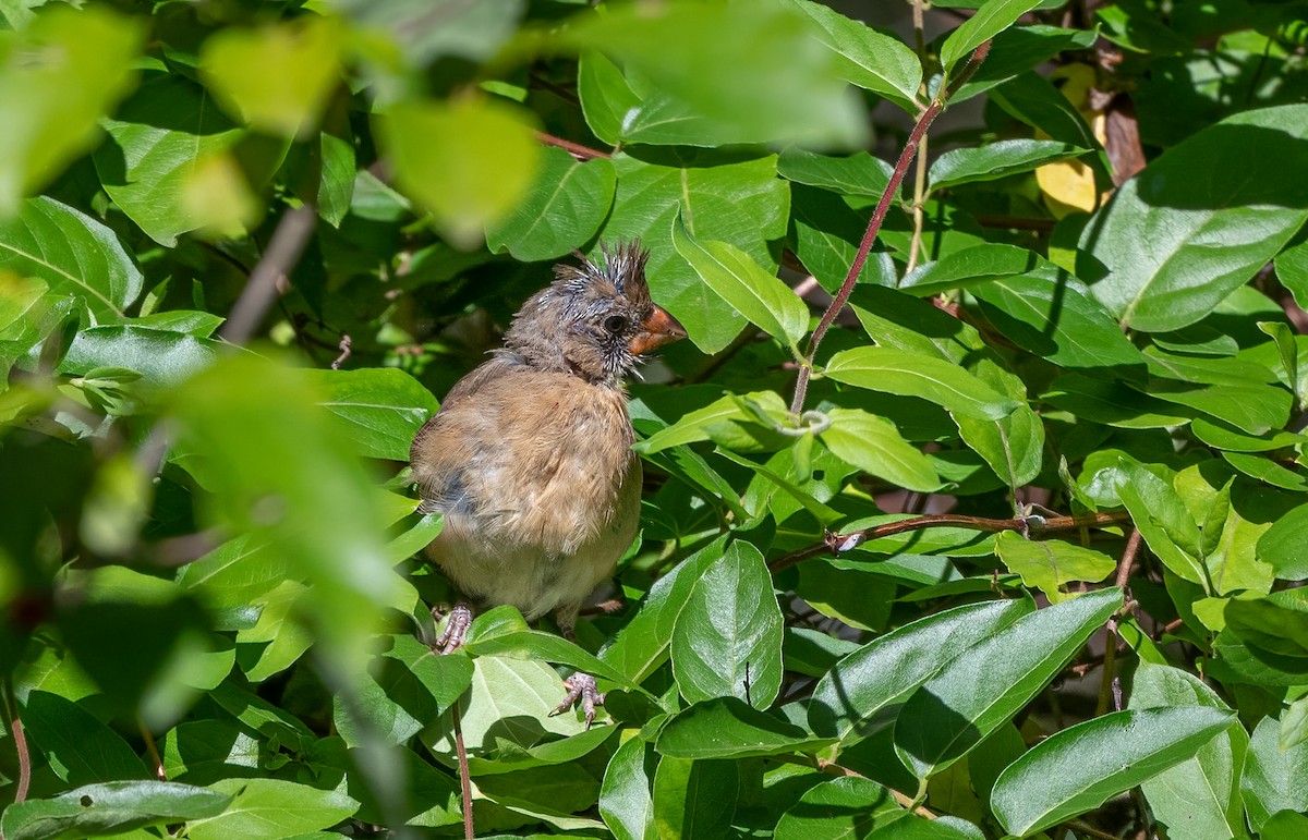 Northern Cardinal - ML623586642