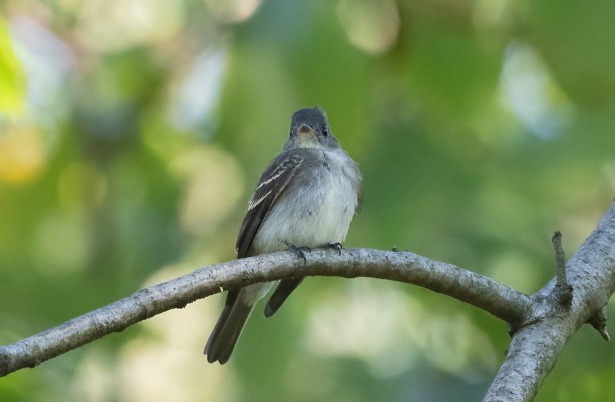 Eastern Wood-Pewee - ML623586645